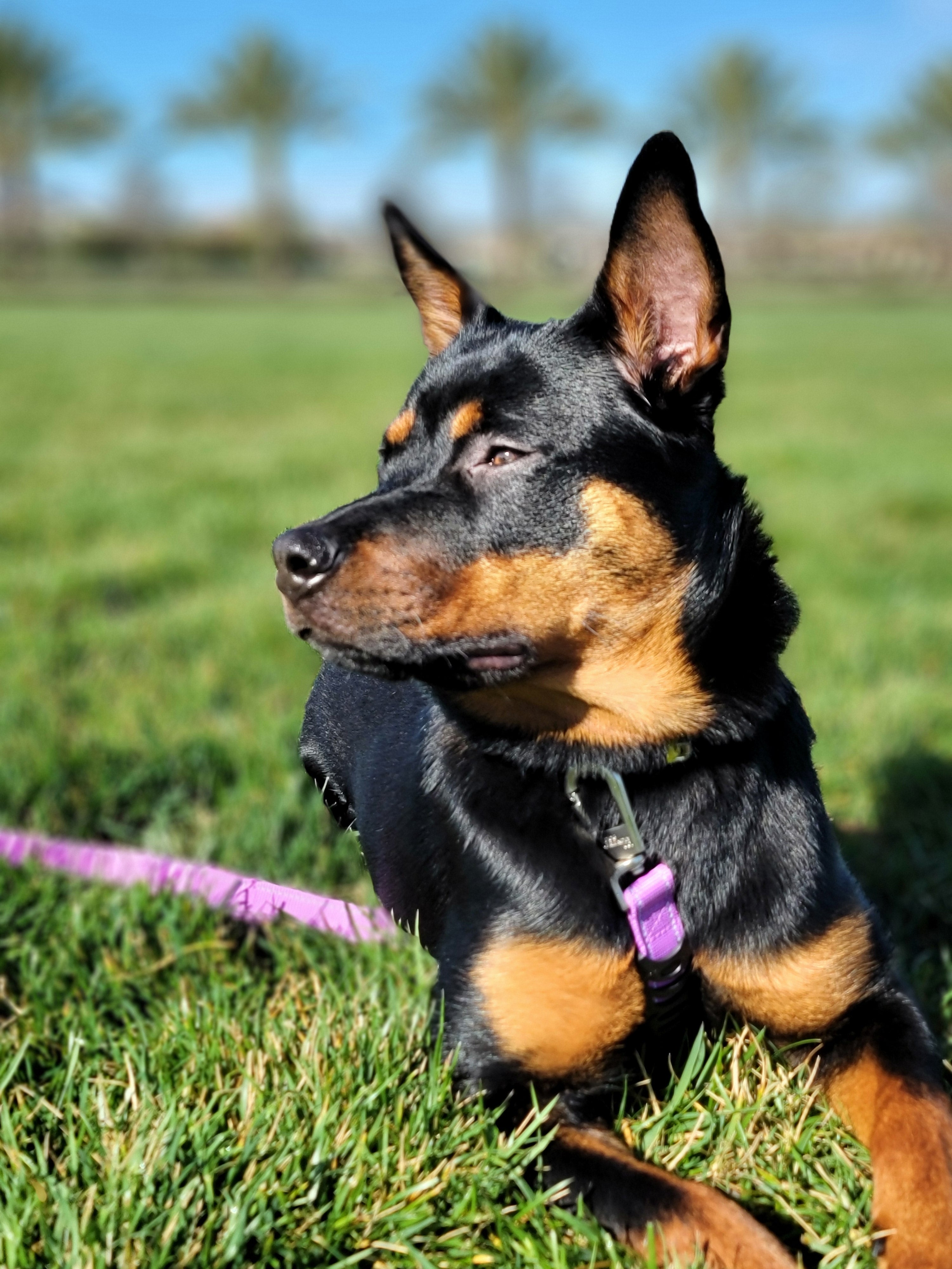 Pet Essentials