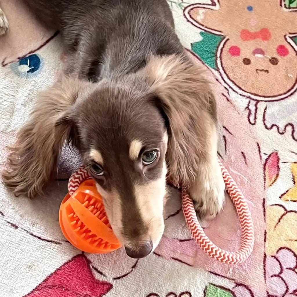 Treat-Dispensing Rope Ball Dog Toy — Durable Cotton Chew & Play