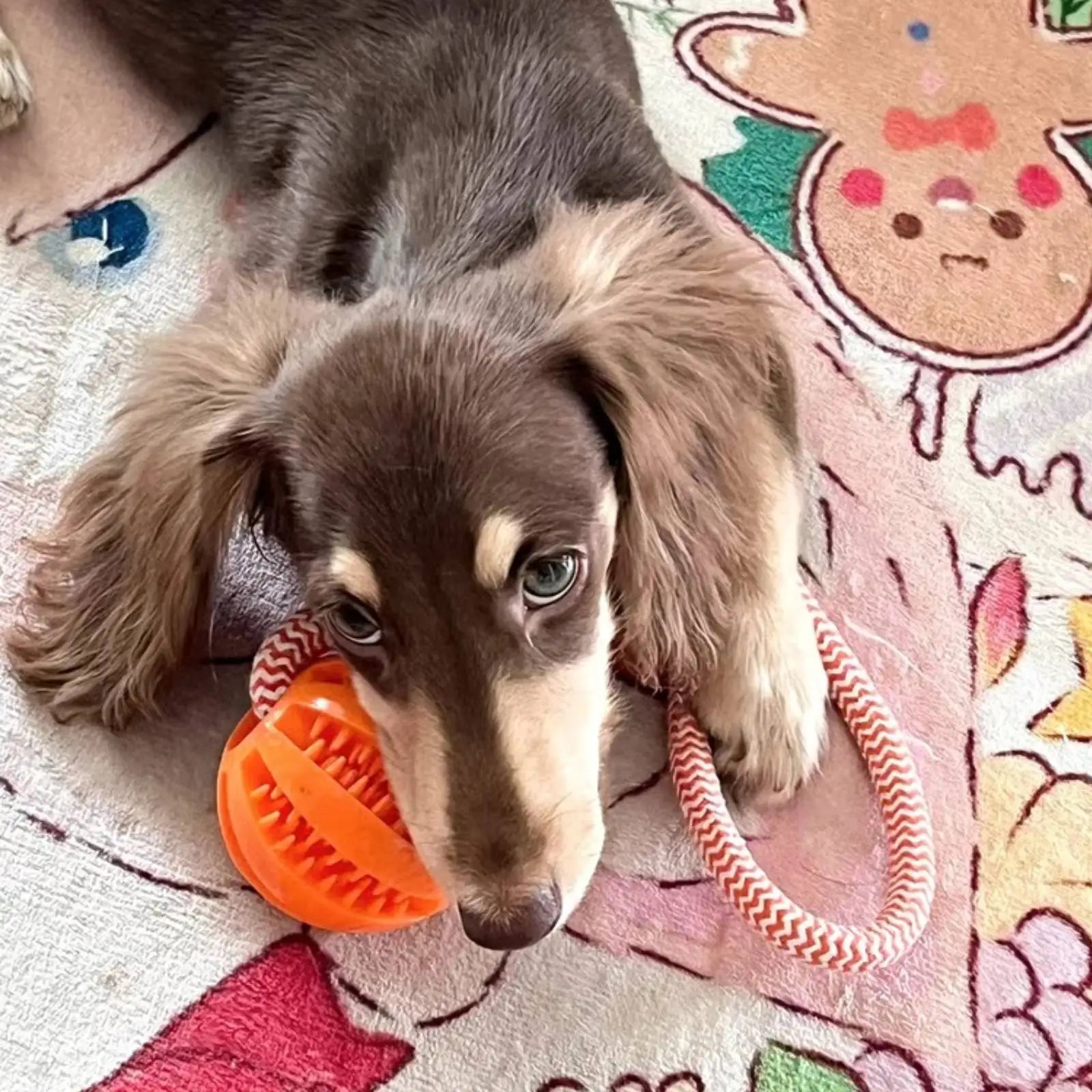 Treat-Dispensing Rope Ball Dog Toy — Durable Cotton Chew & Play